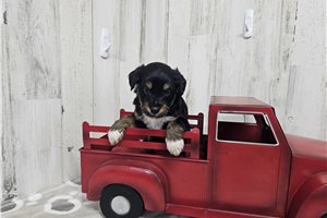 Benjamin - Aussiedoodle for sale