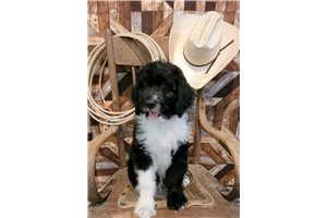 Gibson - Aussiedoodle for sale