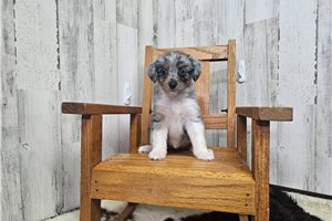 Bitsy - Aussiedoodle for sale