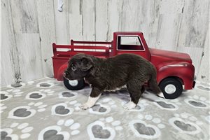 Bimini - Aussiedoodle for sale