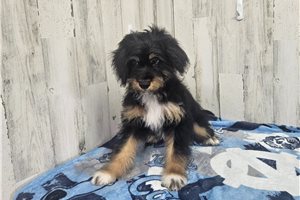 Benjamin - Aussiedoodle for sale