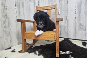 Blair - Aussiedoodle for sale