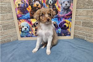 Bibi - puppy for sale