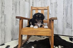 Bindi - Aussiedoodle for sale