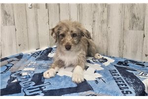 Bianca - puppy for sale