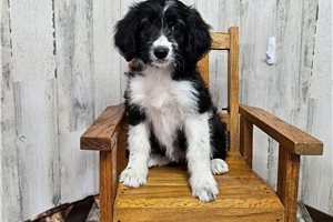 Melanie - puppy for sale