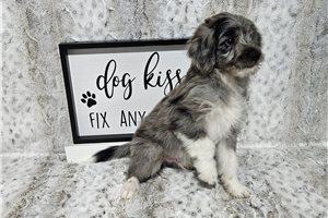Benedict - Aussiedoodle for sale