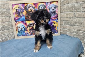 Benjamin - puppy for sale