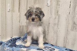 Bitsy - Aussiedoodle for sale