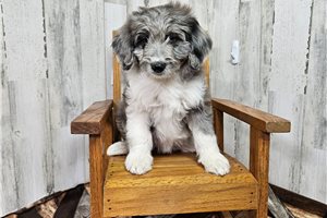 Margaux - puppy for sale