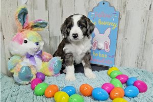 Mikey - Aussiedoodle for sale