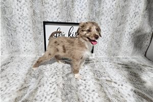 Bianca - Aussiedoodle for sale