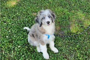 Mork - Aussiedoodle for sale