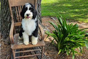 Murray - Aussiedoodle for sale