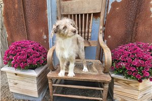 Bianca - Aussiedoodle for sale