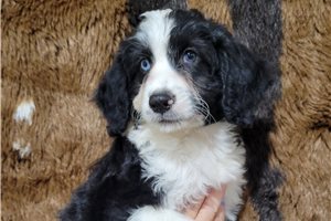 Raylin - Aussiedoodle for sale