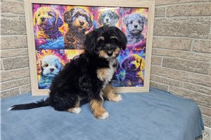 Bindi - puppy for sale