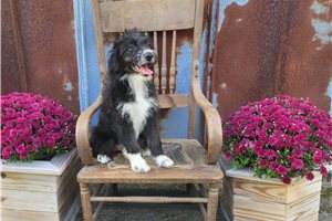 Blair - Aussiedoodle for sale
