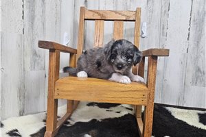Benedict - Aussiedoodle for sale