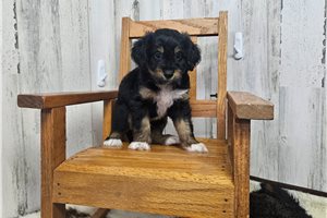 Benjamin - Aussiedoodle for sale