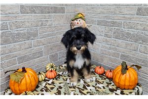 Benjamin, a Aussiedoodle puppy