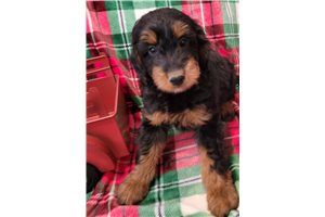 Ulric - Aussiedoodle for sale