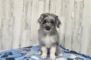 Benedict - Aussiedoodle for sale