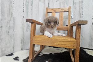 Bibi - Aussiedoodle for sale