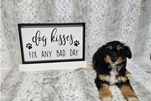 Bindi - Aussiedoodle for sale