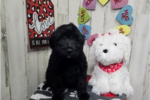 Darcy - puppy for sale