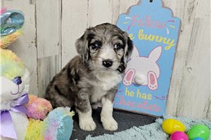 Macey - puppy for sale