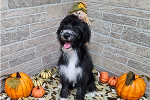 Blair - Aussiedoodle for sale