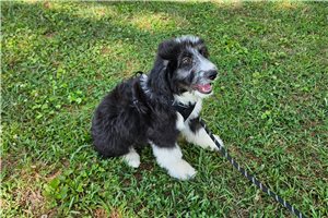 Montague - puppy for sale