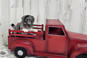 Benedict - Aussiedoodle for sale
