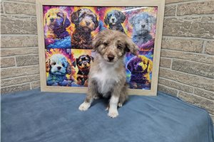 Bianca - puppy for sale