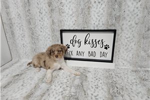 Bibi - Aussiedoodle for sale