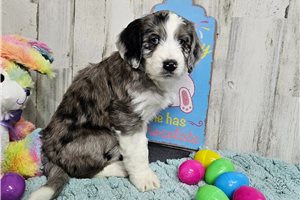 Marsha - puppy for sale