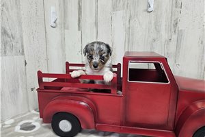 Bitsy - Aussiedoodle for sale
