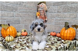 Bitsy - Aussiedoodle, placed in Eastern NC