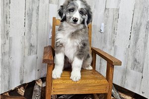 Mork - puppy for sale