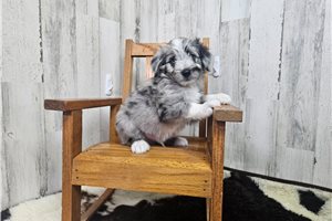 Bennett - Aussiedoodle for sale
