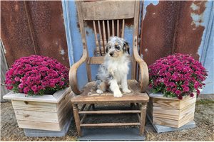 Bitsy - Aussiedoodle for sale