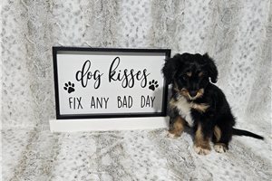 Benjamin - Aussiedoodle for sale