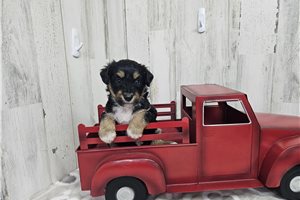 Bindi - Aussiedoodle for sale