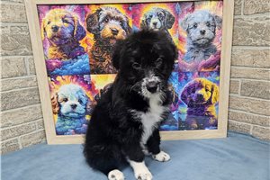 Blair - Aussiedoodle for sale