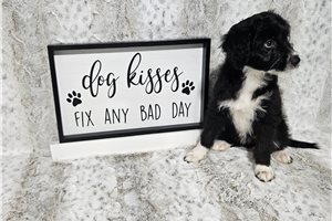 Blair - Aussiedoodle for sale