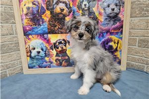 Bitsy - Aussiedoodle for sale