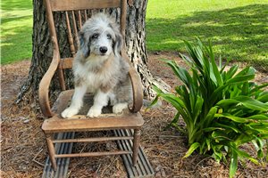 Mork - Aussiedoodle for sale