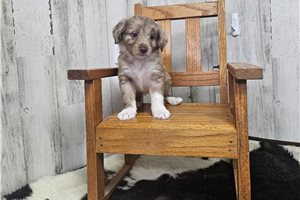 Bianca - Aussiedoodle for sale