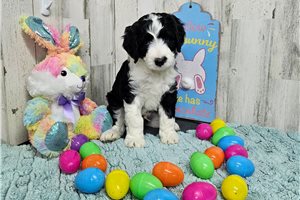 Murray - Aussiedoodle for sale
